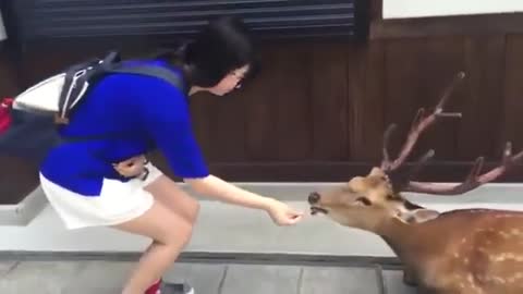 Polite Deer respects back Japanese owner for food