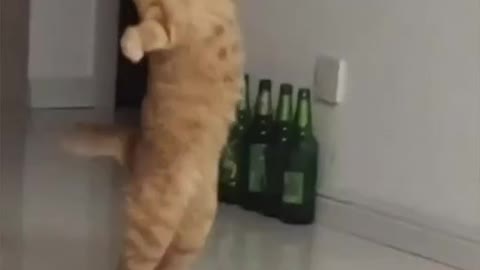 Funny Moment Cat Viral # Cat #Dog #Funny #Viral
