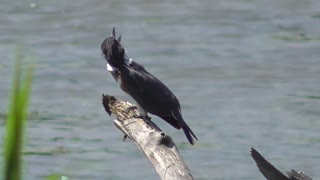 290 Toussaint Wildlife - Oak Harbor Ohio - Female Belted Kingfisher