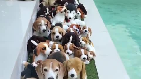 Beagles warm my heart <3 I love my Beagles