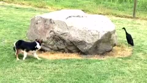 Duck and dog adorably playing a game together!