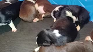 TERRA BYTE's PUPPIES, 10 DAYS old