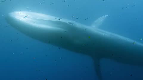 Animal in the Sea/ Blue Whale
