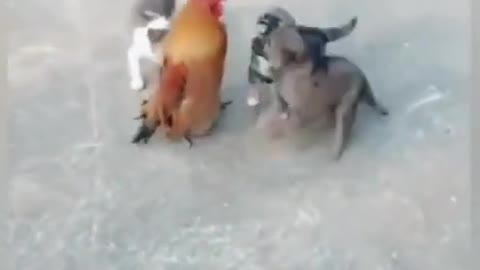 Funny Dog vs Chicken Funny Animals Fight