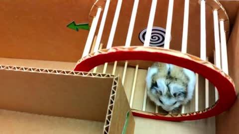 Hamster Escapes the Creative Maze for Pets in real life