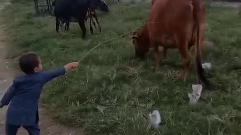 Baby fits cow 🐄