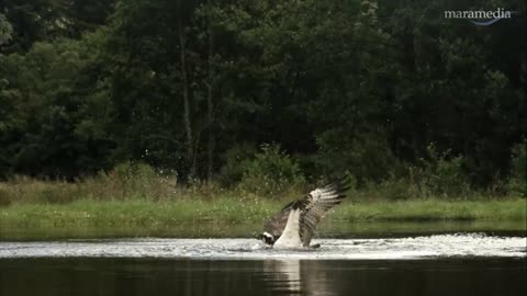 An osprey fishing in spectacular super slow motion _ Highlands - Scotland's Wild Heart
