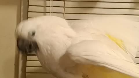 Splish splash Bella's taking a bath!! Bella the umbrella cockatoo takes a spa day.