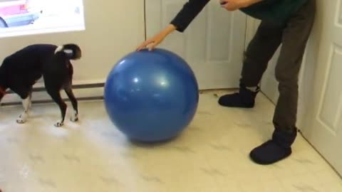 How to Teach 'Treibball' 'Push Ball' Urban Herding: A Great Yoga Ball Game for Energetic Dogs!