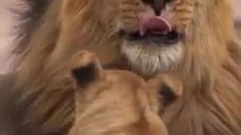 Lion the King of the forest. Biggest Lion videos