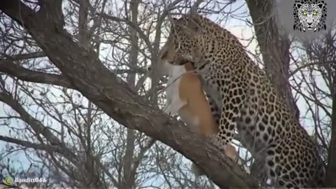 Watch Out! Leopard Attacks Pet Dogs in Public Places