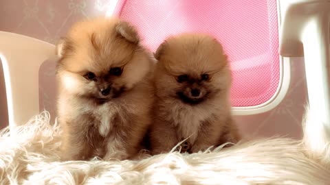 Cute dogs 😍 #doglife #shorts #pupsofig #cutepuppy #puppy #pupsworld #cutedogs #puppiesofinstagram