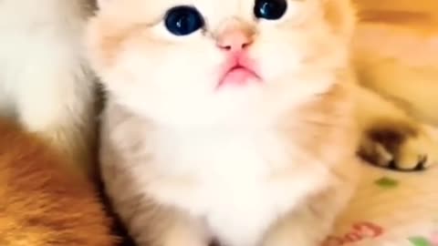 Cute kitten Viral,cats& kitten's, viralHog, adorable