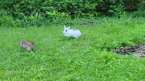 Pet rabbit meet with wild rabbit || pet|| funny animal