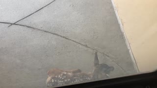 Baby Fawn right outside my sister's door