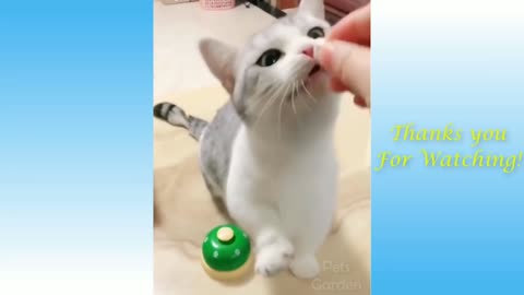 Funny cat Video 😂🤣🤣🤣😂