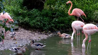 flamant rose so nice flamingo