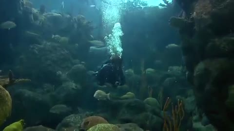 NAUI Open Water Scuba Diver, part 5 of 7