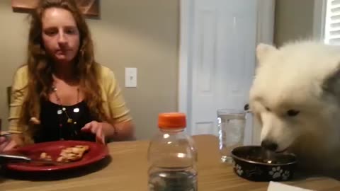 Lexi the Samoyed eats dinner at the table...