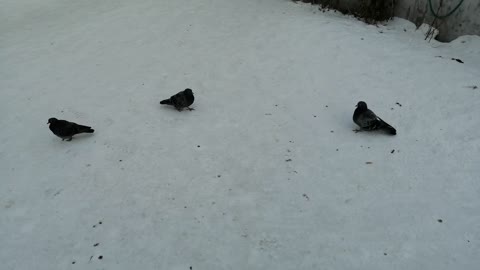 On a beautiful winter day, these pigeons walk.