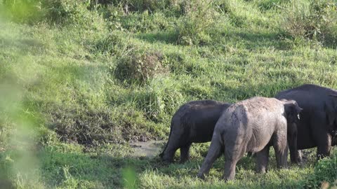 family of elephant