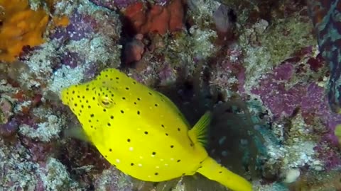 A juvenile yellow boxfish amazing...