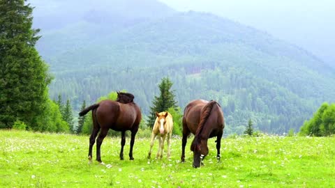 Família de cavalos pastando no prado