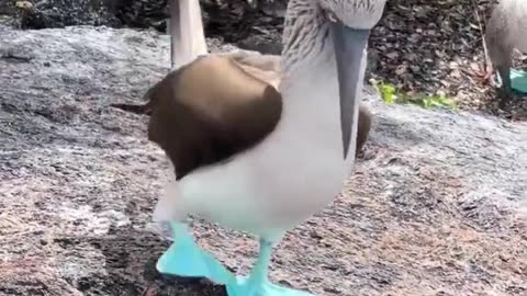 Blue footed booby showing his new shoes.. 😅