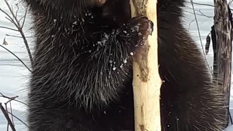 Fearless wild porcupine doesn't throw his quills