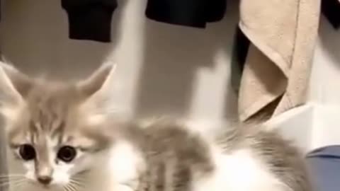 Cute cats playing in bed