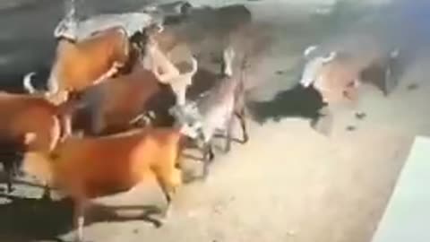 Lion Attack Cow In Gujarat _ Gujarat News _ Lion Attack Cow Video _ Viral Video _Shorts _ CNN News18