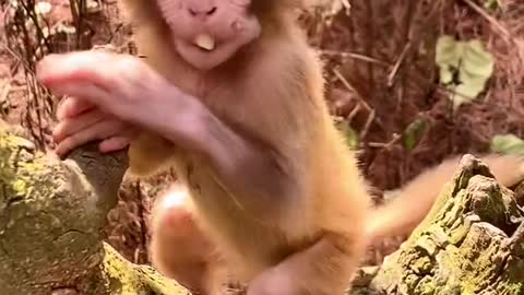 Cute little monkey