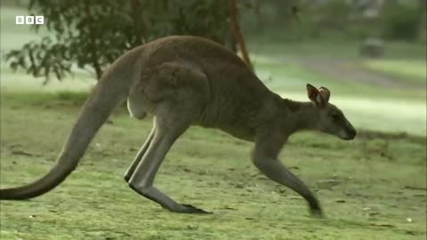 Kangroos take over Australian Gulf Course |Spying the Wildlife | Mystery of Wildlife