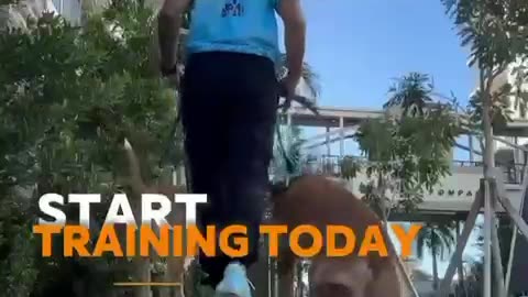 Your Ultimate Dog Training Resource in Pompano Beach