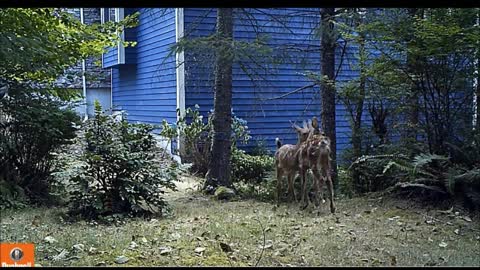 Two Playful Fawns Prance and Wrestle