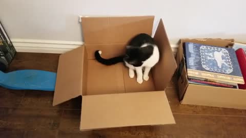 The cat and the box