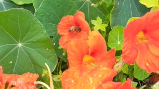 Bees on flowers