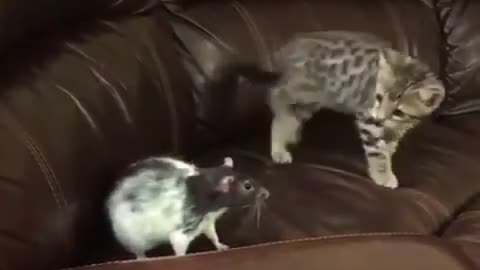 Hunter cat and small mouse