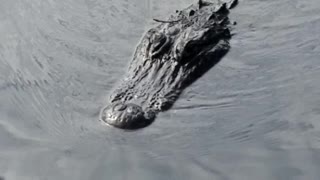 Alligator, swimming toward you.