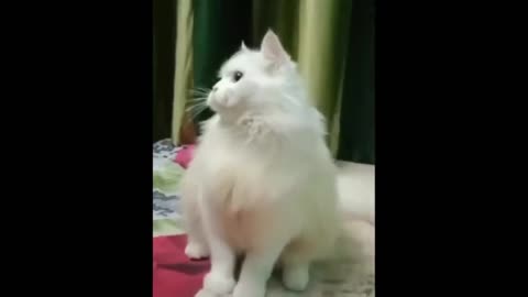 Adorable Cat Hilarious Talk