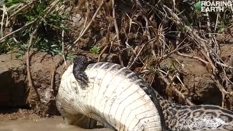 Jaguar Catches Caiman in River