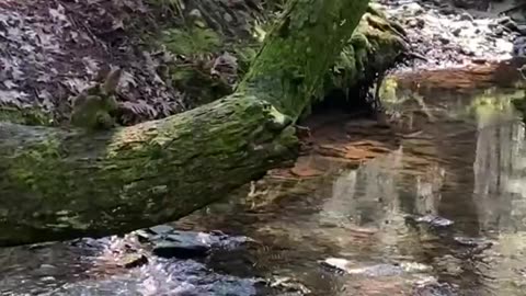 NATURE'S TREE SEAT OVER WATER!