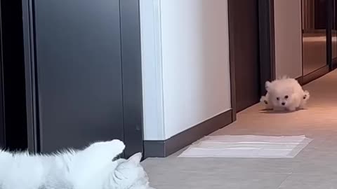 Cute cat is playing!!!