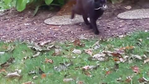 Cat plays with mouse in bushes