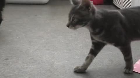 2 Cute Kitten Fighting and Playing