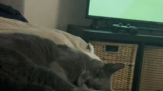 Cat not excited by football