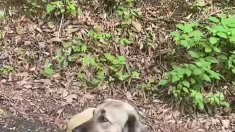 Woman encountering a very sweet pack of dogs on a mountain road.