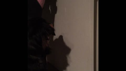 Dog hilariously tries to eat reflection from watch