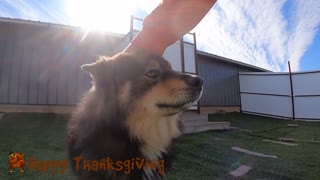 CoolWag Thanksgiving Dogs #1