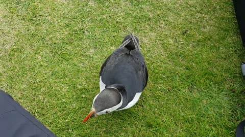 Puffin Cuteness Overload